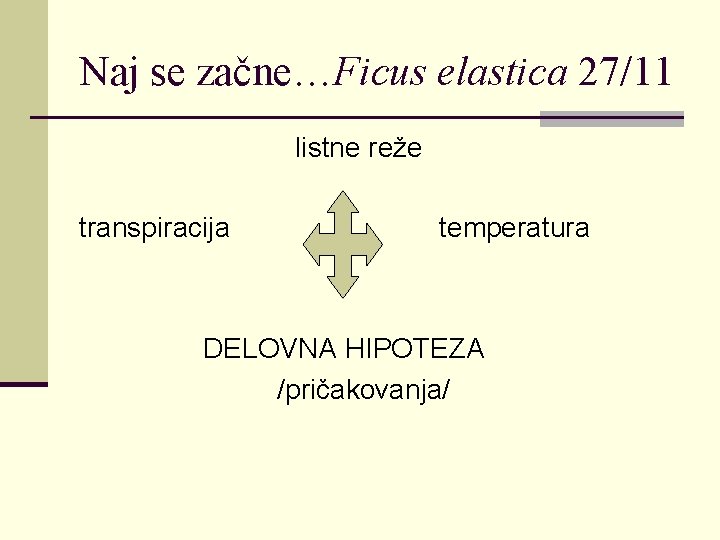 Naj se začne…Ficus elastica 27/11 listne reže transpiracija temperatura DELOVNA HIPOTEZA /pričakovanja/ 