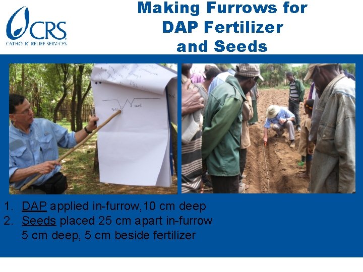 Making Furrows for DAP Fertilizer and Seeds 1. DAP applied in-furrow, 10 cm deep