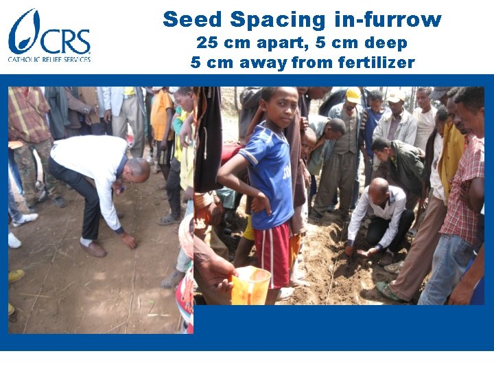 Seed Spacing in-furrow 25 cm apart, 5 cm deep 5 cm away from fertilizer