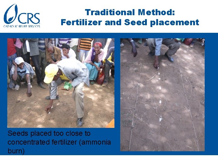 Traditional Method: Fertilizer and Seed placement Seeds placed too close to concentrated fertilizer (ammonia