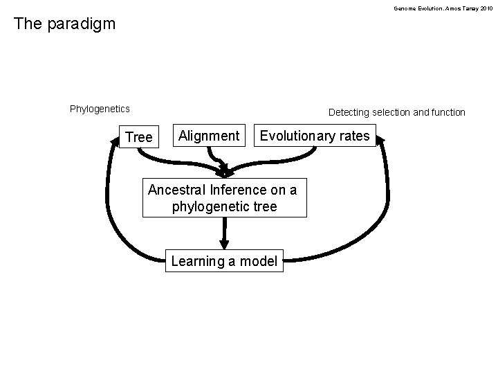 Genome Evolution. Amos Tanay 2010 The paradigm Phylogenetics Detecting selection and function Tree Alignment
