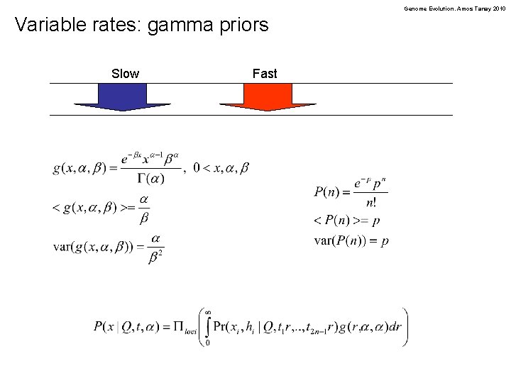 Genome Evolution. Amos Tanay 2010 Variable rates: gamma priors Slow Fast 