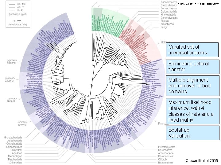 Genome Evolution. Amos Tanay 2010 Curated set of universal proteins Eliminating Lateral transfer Multiple