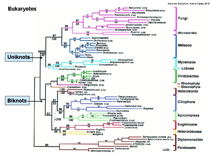Genome Evolution. Amos Tanay 2010 Eukaryotes Uniknots Biknots 