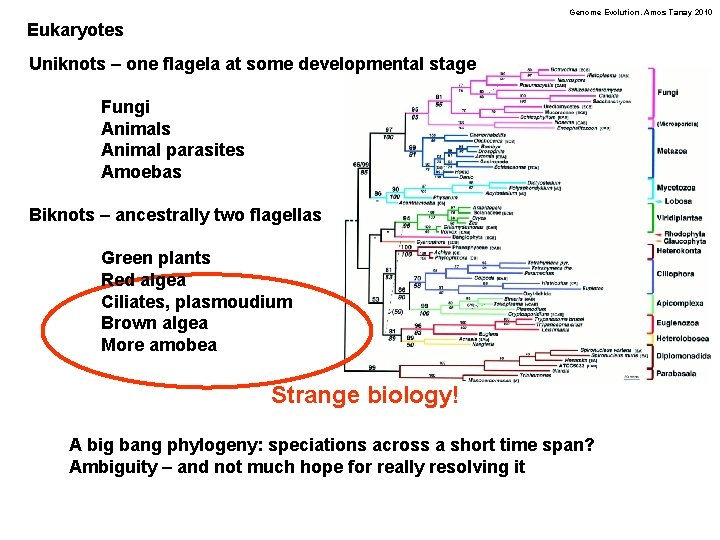 Genome Evolution. Amos Tanay 2010 Eukaryotes Uniknots – one flagela at some developmental stage