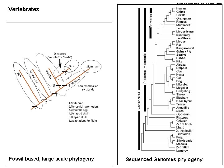 Genome Evolution. Amos Tanay 2010 Vertebrates Fossil based, large scale phylogeny Sequenced Genomes phylogeny