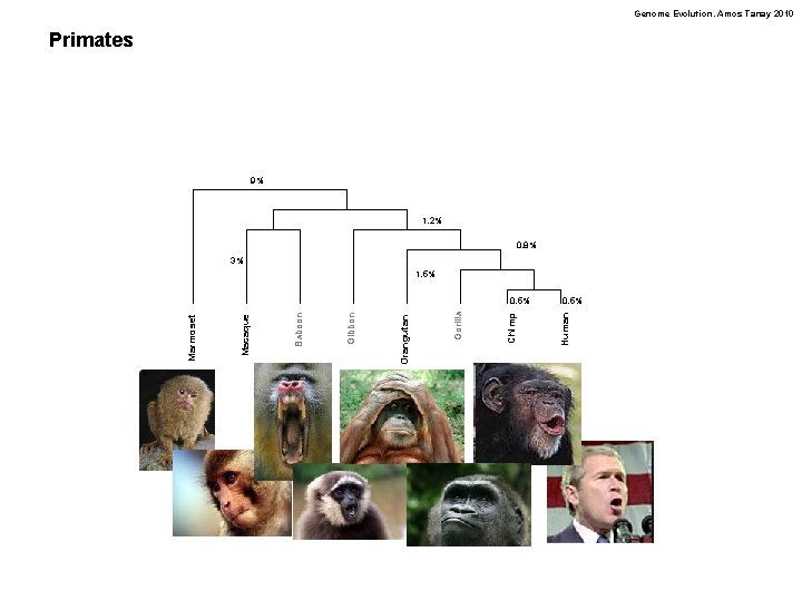 Genome Evolution. Amos Tanay 2010 Primates 9% 1. 2% 0. 8% 3% 1. 5%