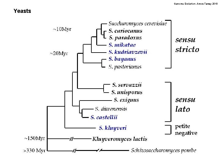 Genome Evolution. Amos Tanay 2010 Yeasts 
