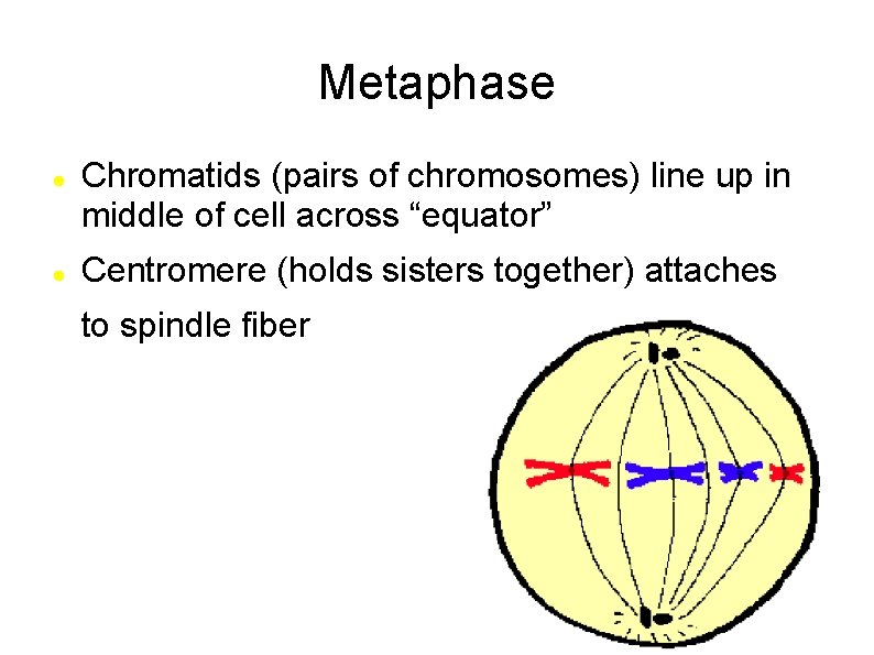 Metaphase Chromatids (pairs of chromosomes) line up in middle of cell across “equator” Centromere