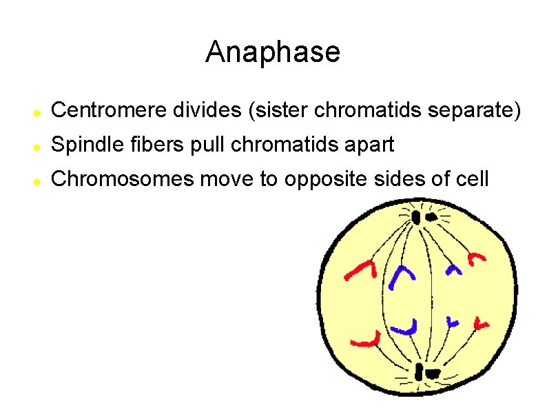 Anaphase Centromere divides (sister chromatids separate) Spindle fibers pull chromatids apart Chromosomes move to