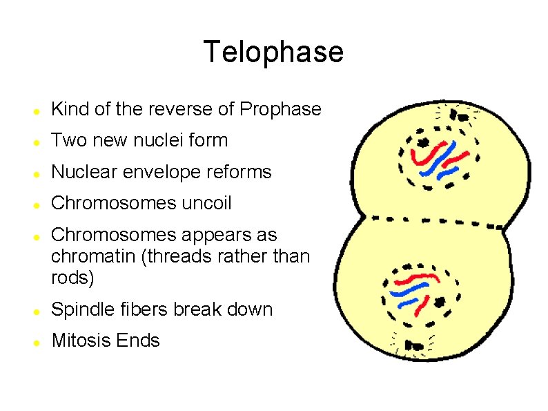 Telophase Kind of the reverse of Prophase Two new nuclei form Nuclear envelope reforms