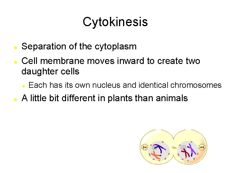 Cytokinesis Separation of the cytoplasm Cell membrane moves inward to create two daughter cells