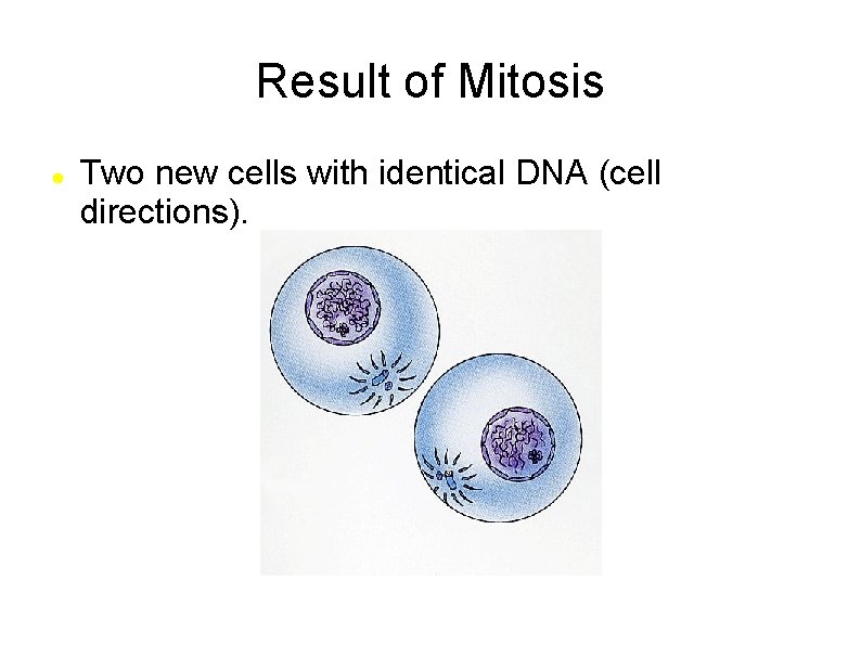 Result of Mitosis Two new cells with identical DNA (cell directions). 