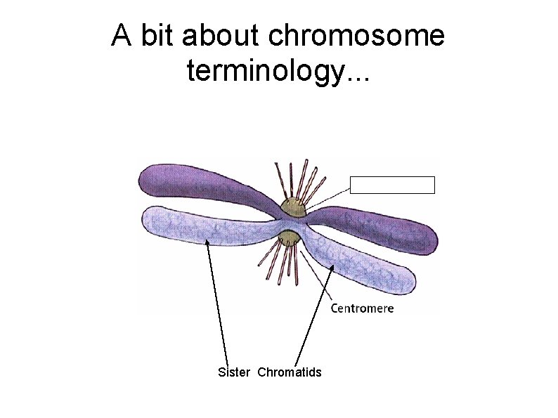 A bit about chromosome terminology. . . Sister Chromatids 