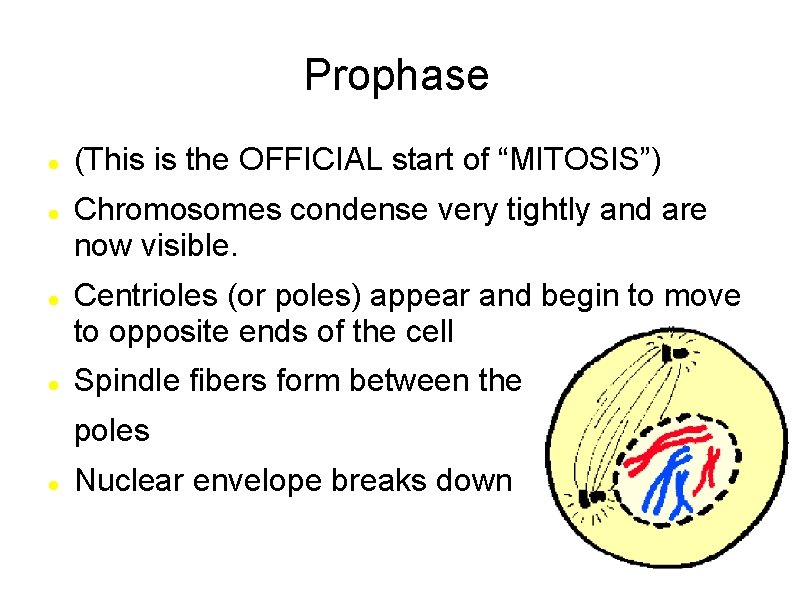 Prophase (This is the OFFICIAL start of “MITOSIS”) Chromosomes condense very tightly and are