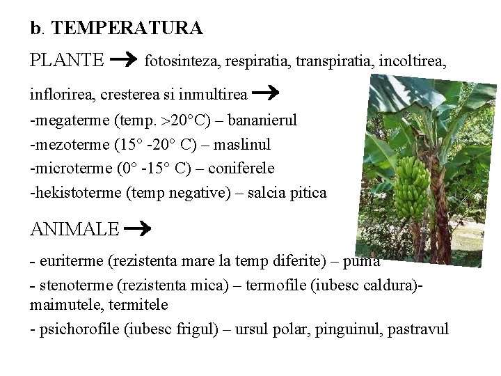 b. TEMPERATURA PLANTE fotosinteza, respiratia, transpiratia, incoltirea, inflorirea, cresterea si inmultirea -megaterme (temp. 20