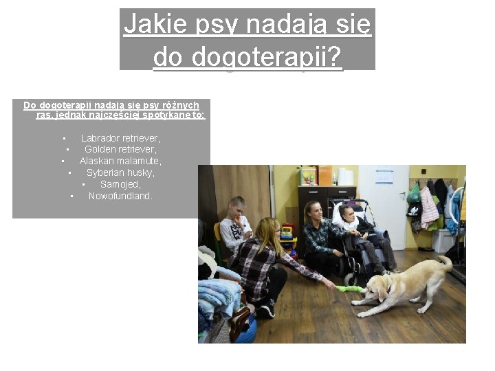 Jakie psy nadają się do dogoterapii? Do dogoterapii nadają się psy różnych ras, jednak