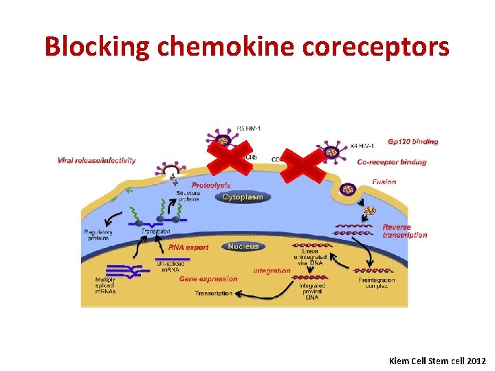 Blocking chemokine coreceptors Kiem Cell Stem cell 2012 