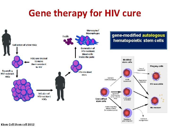 Gene therapy for HIV cure gene-modified autologous hematopoietic stem cells Kiem Cell Stem cell