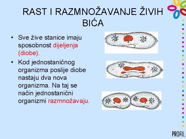 RAST I RAZMNOŽAVANJE ŽIVIH BIĆA • Sve žive stanice imaju sposobnost dijeljenja (diobe). •