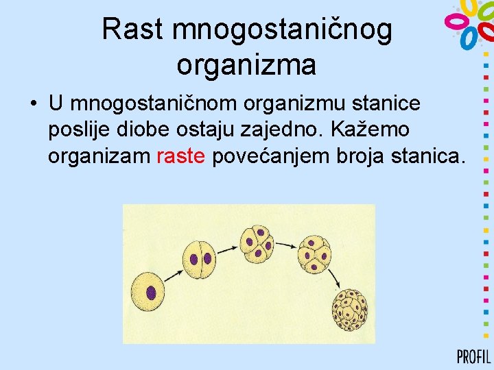 Rast mnogostaničnog organizma • U mnogostaničnom organizmu stanice poslije diobe ostaju zajedno. Kažemo organizam