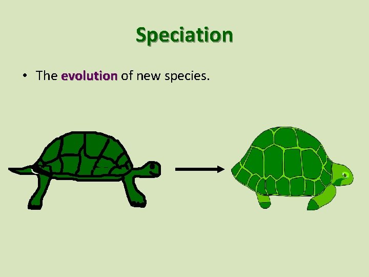 Speciation • The evolution of new species. 