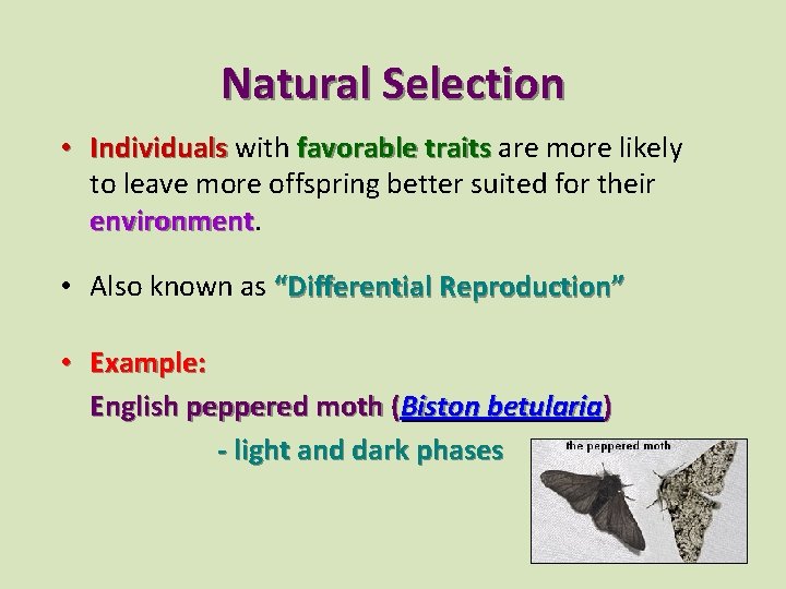 Natural Selection • Individuals with favorable traits are more likely to leave more offspring