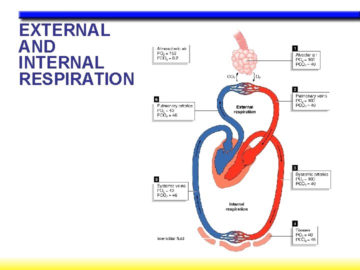 EXTERNAL AND INTERNAL RESPIRATION 