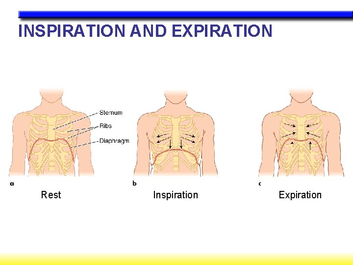 INSPIRATION AND EXPIRATION Rest Inspiration Expiration 