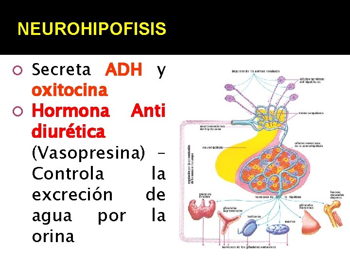 NEUROHIPOFISIS Secreta ADH y oxitocina Hormona Anti diurética (Vasopresina) – Controla la excreción de