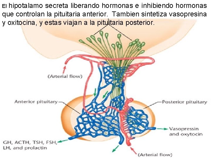 hipotalamo secreta liberando hormonas e inhibiendo hormonas que controlan la pituitaria anterior. Tambien sintetiza