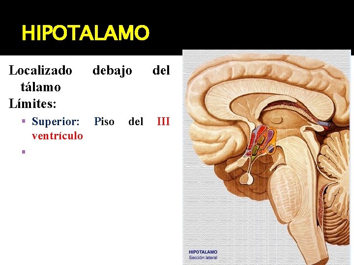 HIPOTALAMO Localizado tálamo Límites: Superior: ventrículo debajo Piso del III 