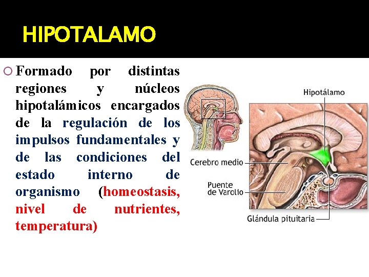 HIPOTALAMO Formado por distintas regiones y núcleos hipotalámicos encargados de la regulación de los