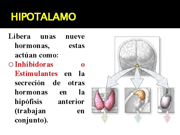 HIPOTALAMO Libera unas nueve hormonas, estas actúan como: Inhibidoras o Estimulantes en la secreción