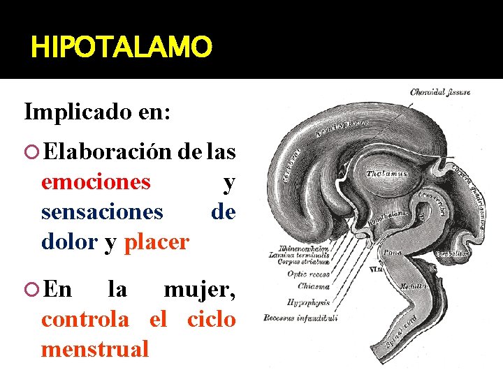 HIPOTALAMO Implicado en: Elaboración de las emociones y sensaciones de dolor y placer En