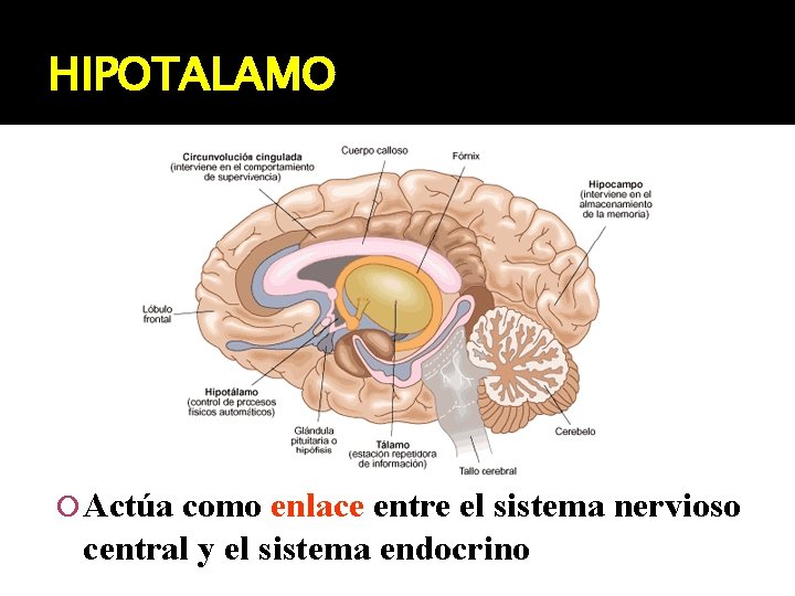 HIPOTALAMO Actúa como enlace entre el sistema nervioso central y el sistema endocrino 