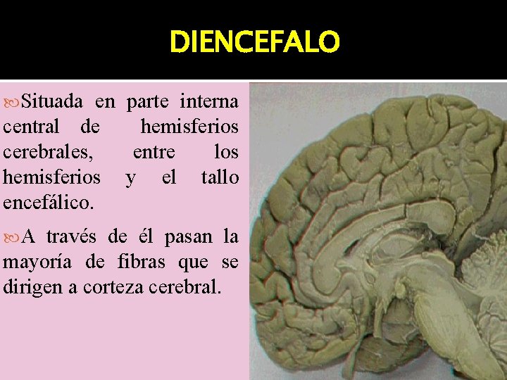 DIENCEFALO Situada en parte interna central de hemisferios cerebrales, entre los hemisferios y el