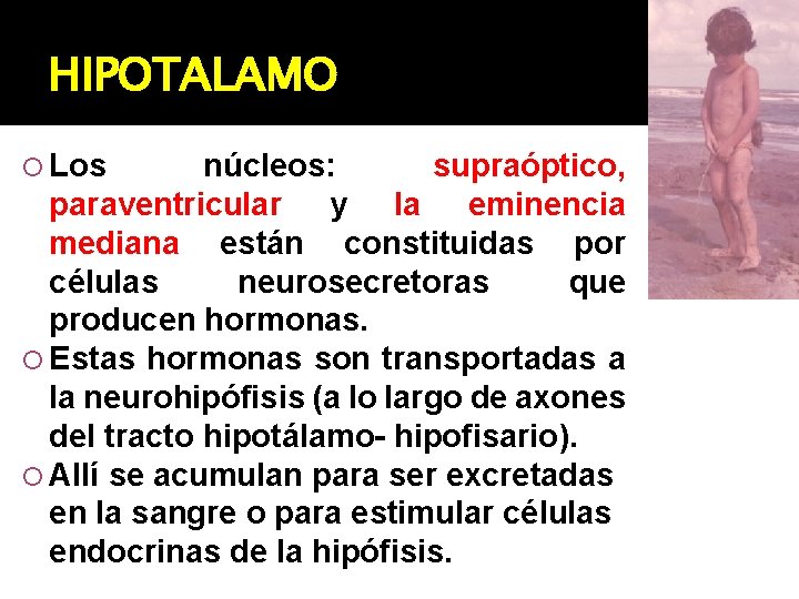 HIPOTALAMO Los núcleos: supraóptico, paraventricular y la eminencia mediana están constituidas por células neurosecretoras