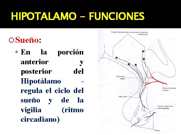 HIPOTALAMO - FUNCIONES Sueño: En la porción anterior y posterior del Hipotálamo regula el