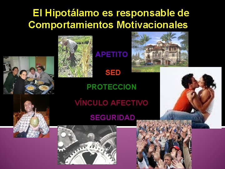 El Hipotálamo es responsable de Comportamientos Motivacionales APETITO SED PROTECCION VÍNCULO AFECTIVO SEGURIDAD 