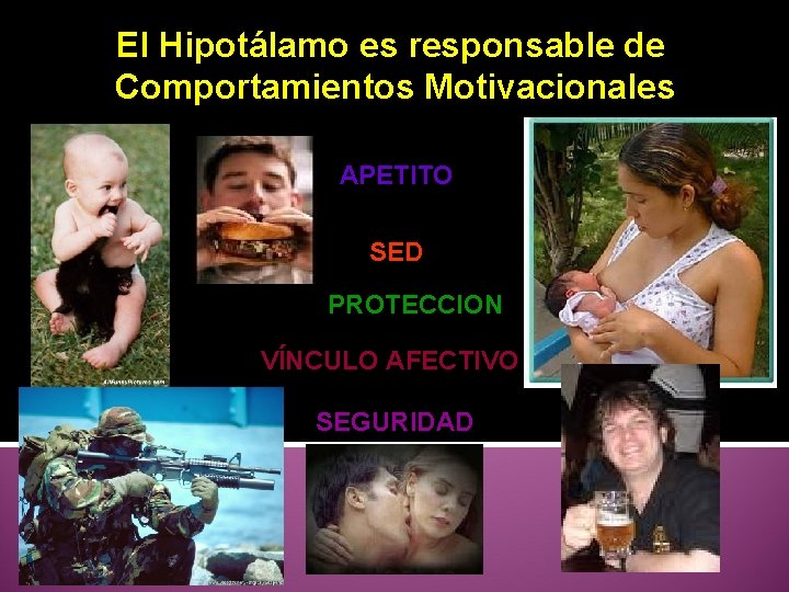 El Hipotálamo es responsable de Comportamientos Motivacionales APETITO SED PROTECCION VÍNCULO AFECTIVO SEGURIDAD 