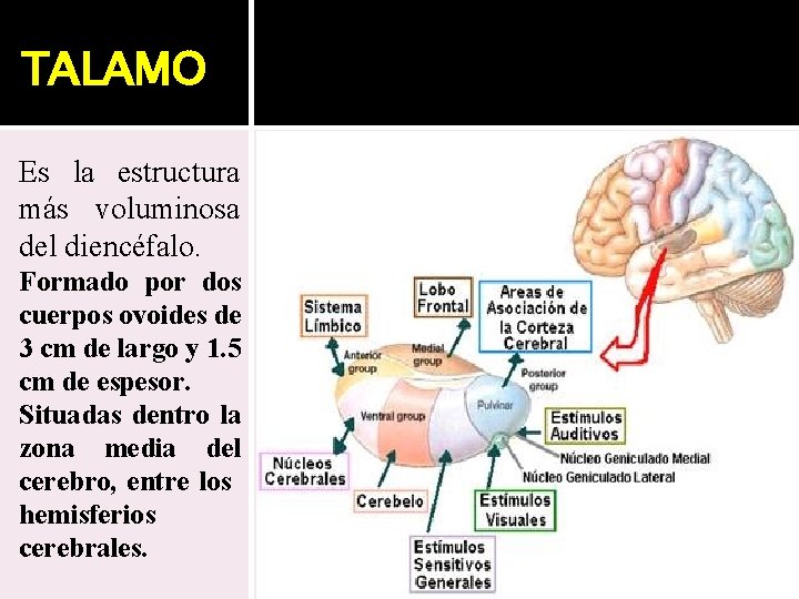 TALAMO Es la estructura más voluminosa del diencéfalo. Formado por dos cuerpos ovoides de