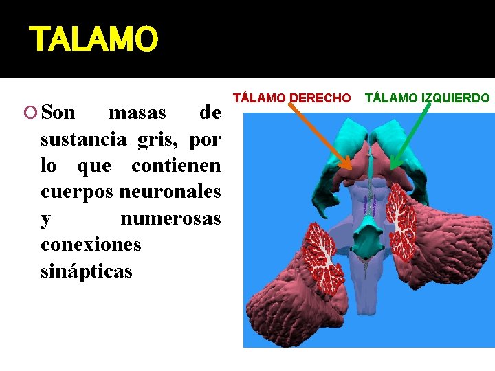 TALAMO Son masas de sustancia gris, por lo que contienen cuerpos neuronales y numerosas