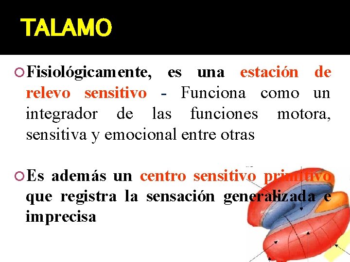 TALAMO Fisiológicamente, es una estación de relevo sensitivo - Funciona como un integrador de