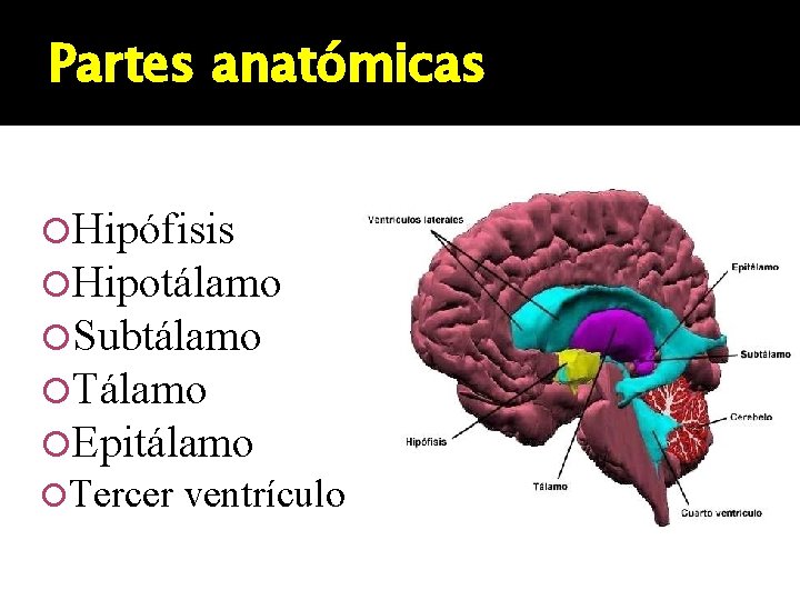 Partes anatómicas Hipófisis Hipotálamo Subtálamo Tálamo Epitálamo Tercer ventrículo 
