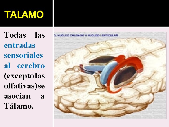 TALAMO Todas las entradas sensoriales al cerebro (excepto las olfativas) se asocian a Tálamo.