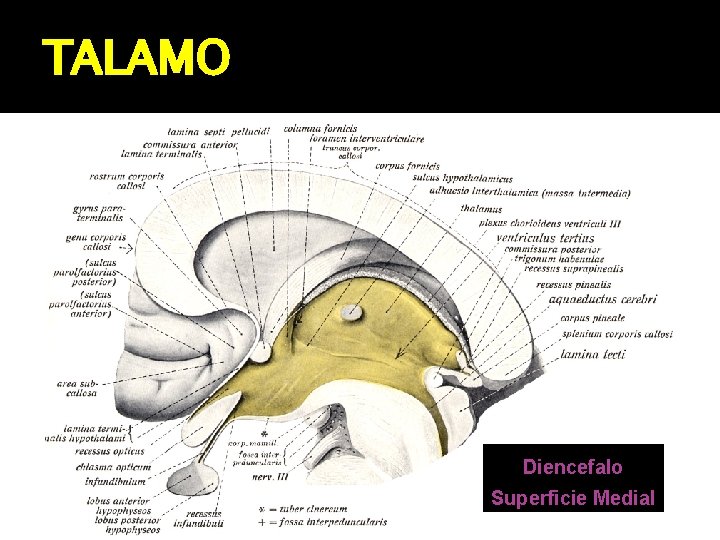 TALAMO Diencefalo Superficie Medial 