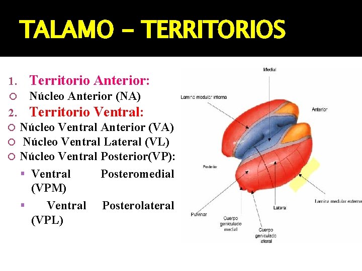 TALAMO - TERRITORIOS 1. Territorio Anterior: Núcleo Anterior (NA) 2. Territorio Ventral: Núcleo Ventral