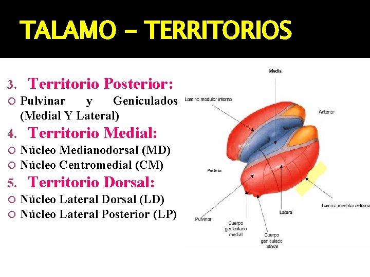 TALAMO - TERRITORIOS 3. Territorio Posterior: Pulvinar y Geniculados (Medial Y Lateral) 4. Territorio