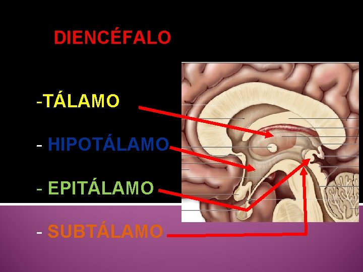 DIENCÉFALO -TÁLAMO - HIPOTÁLAMO - EPITÁLAMO - SUBTÁLAMO 
